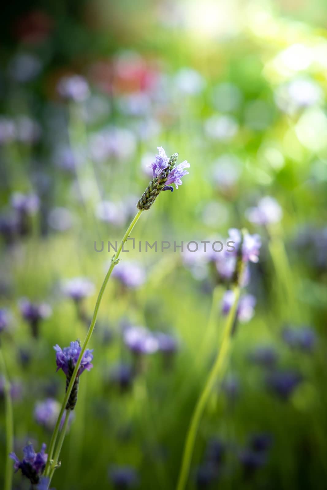 The background image of the colorful flowers by teerawit