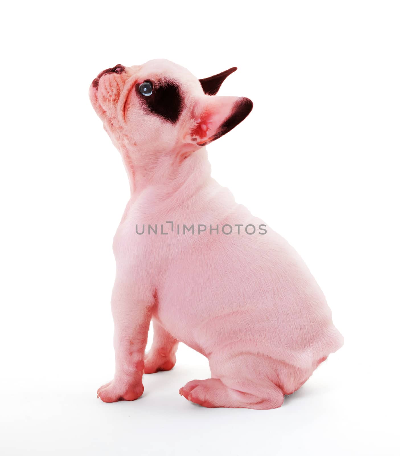 French bulldog isolated on white, red print