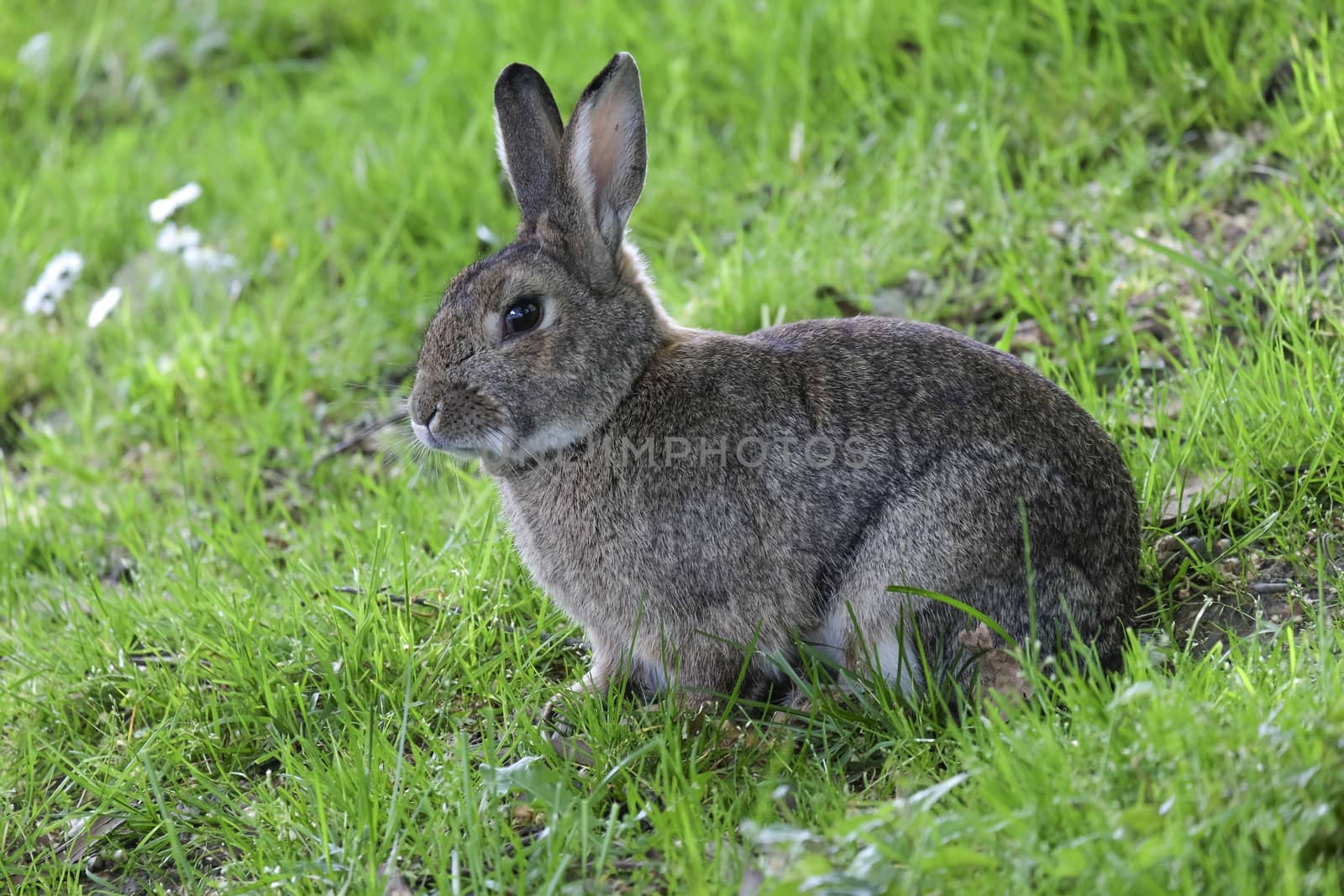 cute little bunny in the green grass by mariephotos