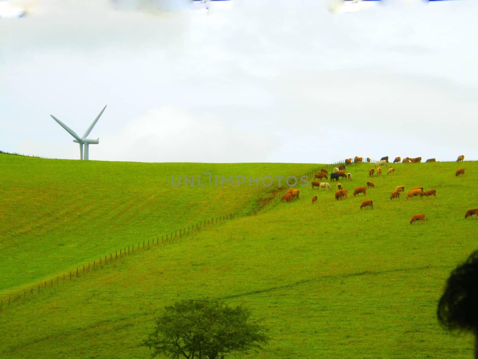 a green meadow in Scotland