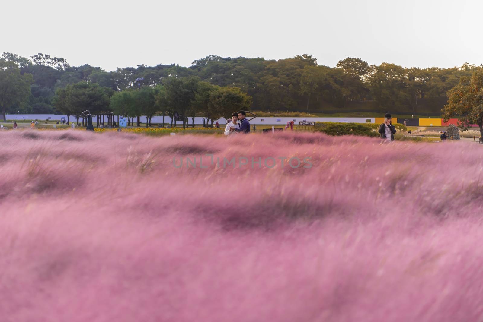 Muhlenbergia Capilaris Pink Muhly Grass Gyeongju, South Korea