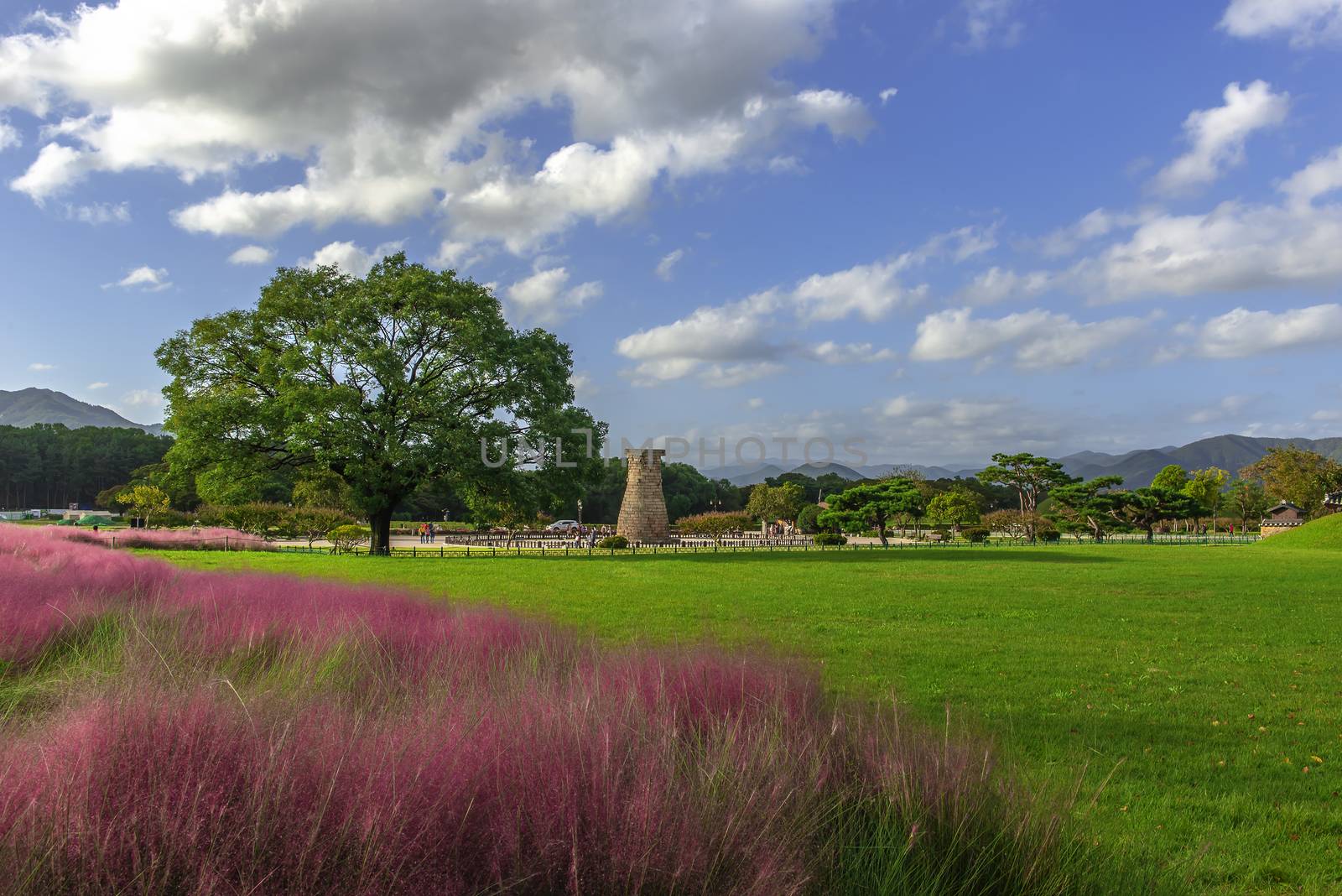 Muhlenbergia Capilaris Pink Muhly Grass Gyeongju, South Korea