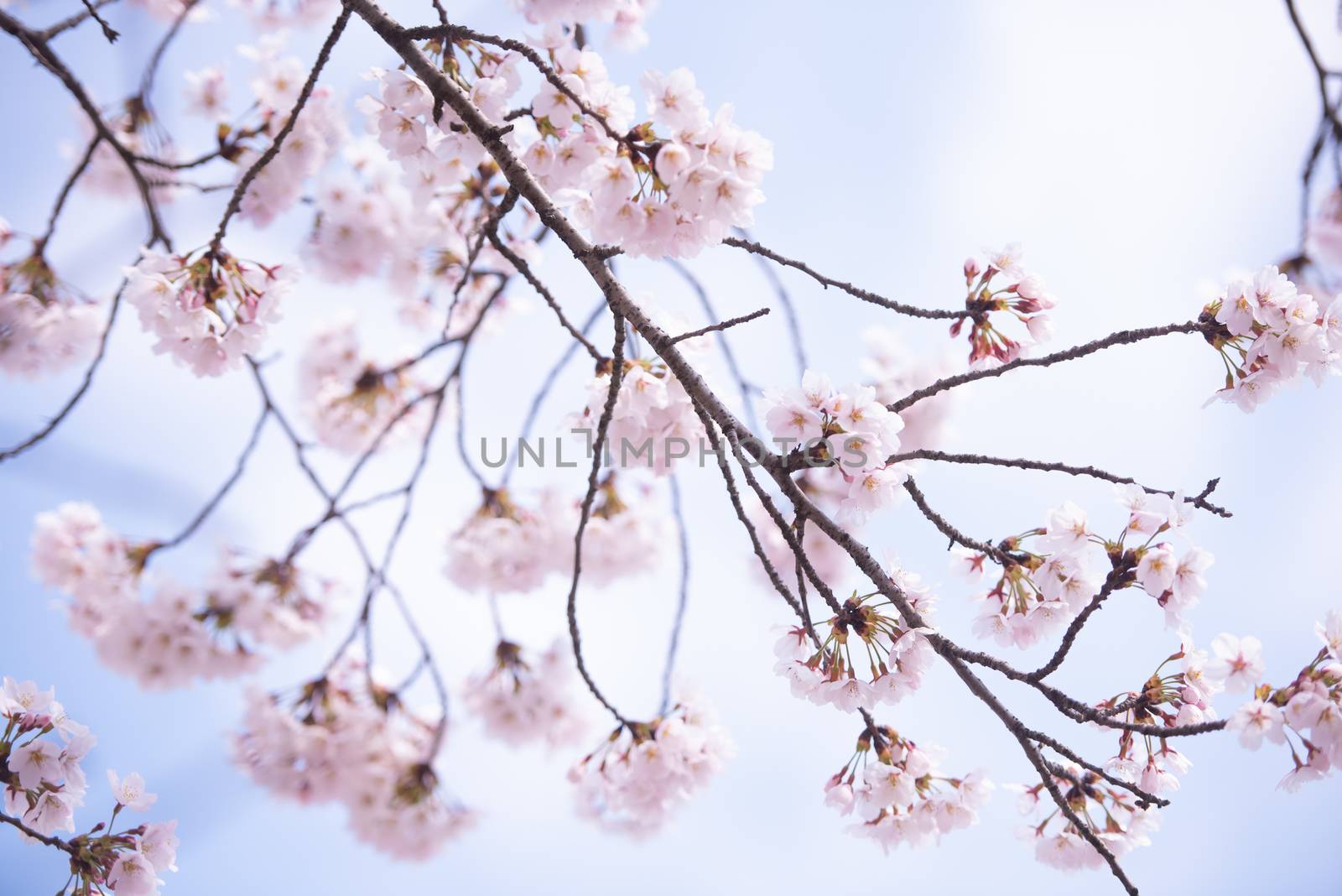 Cherry Blossom in spring with Soft focus, Sakura season in korea,Background.