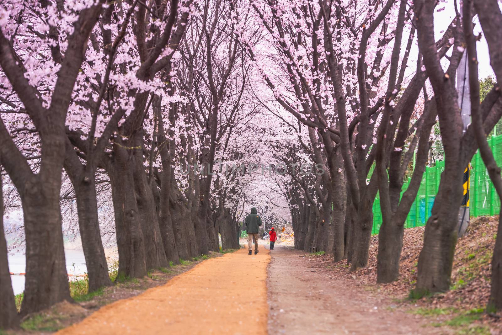 Seoul, Korea - April 7: Seoul's cherry blossoms festival in Korea, beautiful scenery photographers around Seoul, Korea on 7 April 2019