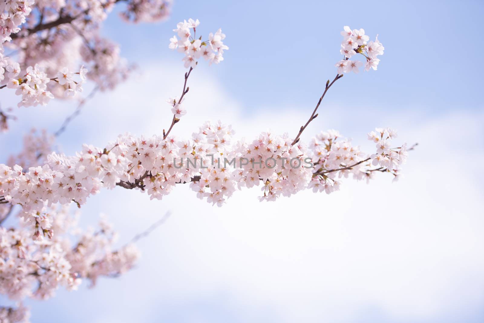 Cherry Blossom in spring with Soft focus, Sakura season in korea,Background. by wijitamkapet@gmail.com