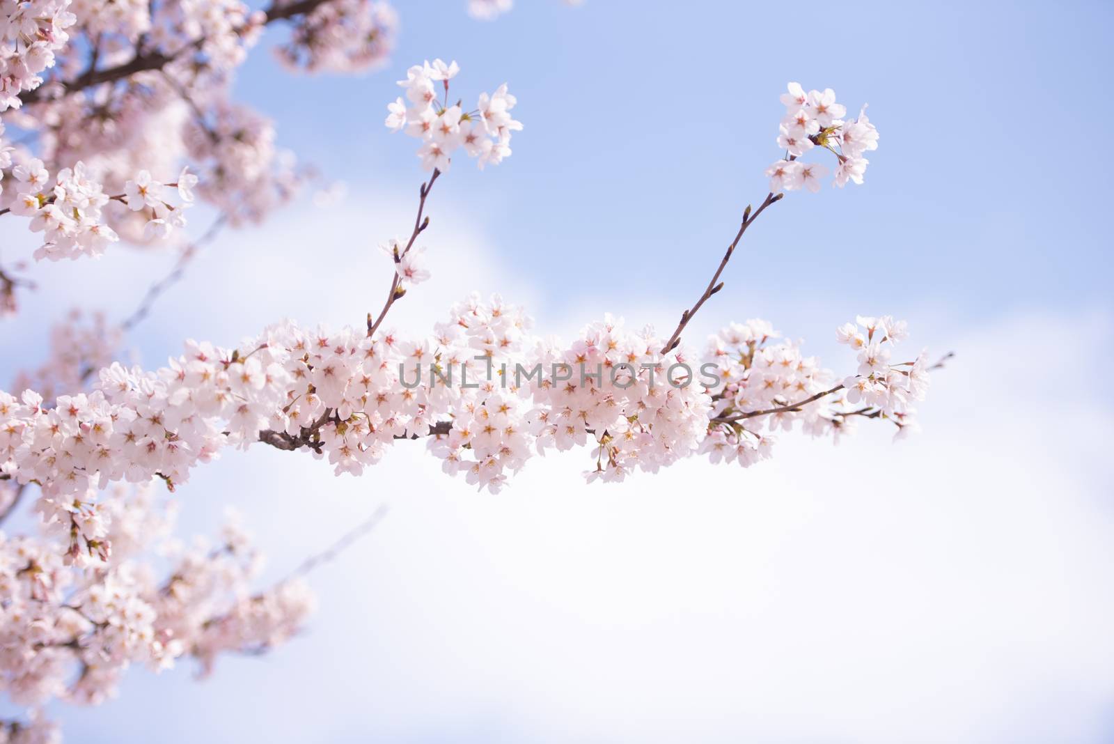 Cherry Blossom in spring with Soft focus, Sakura season in korea,Background.