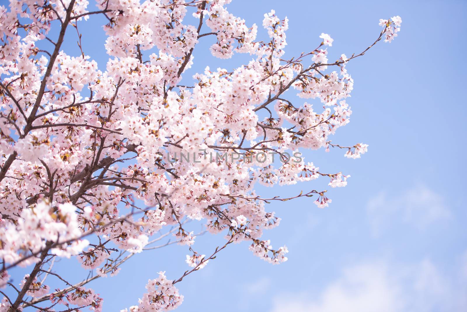 Cherry Blossom in spring with Soft focus, Sakura season in korea,Background. by wijitamkapet@gmail.com