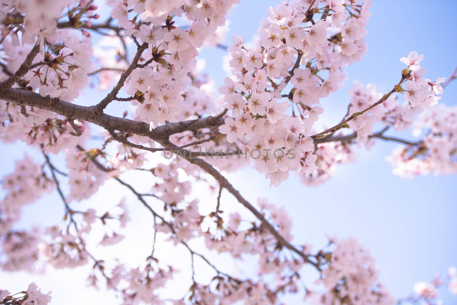 Cherry Blossom in spring with Soft focus, Sakura season in korea,Background.