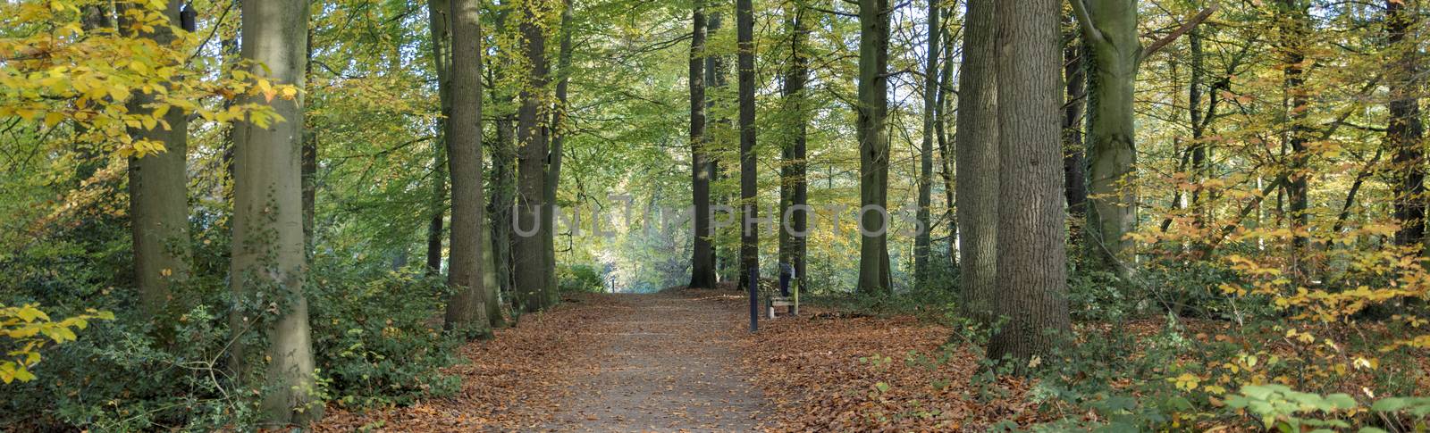 forest in autumn colors like gold red and orange