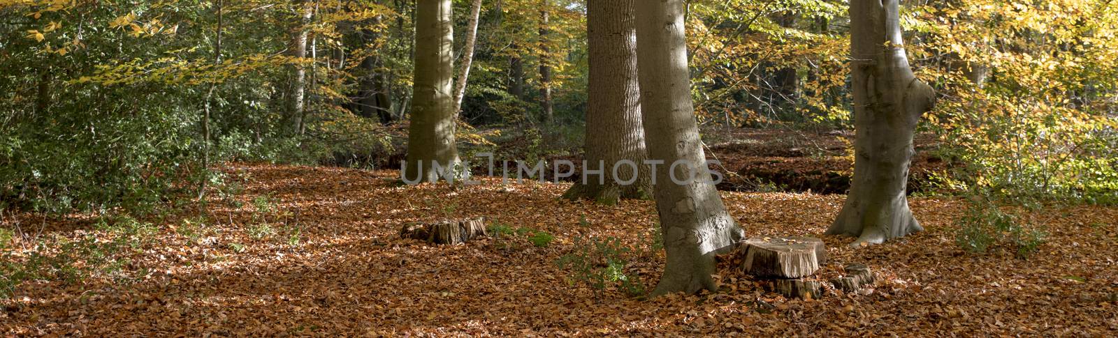 autumn forest with the golden brown leaves by compuinfoto