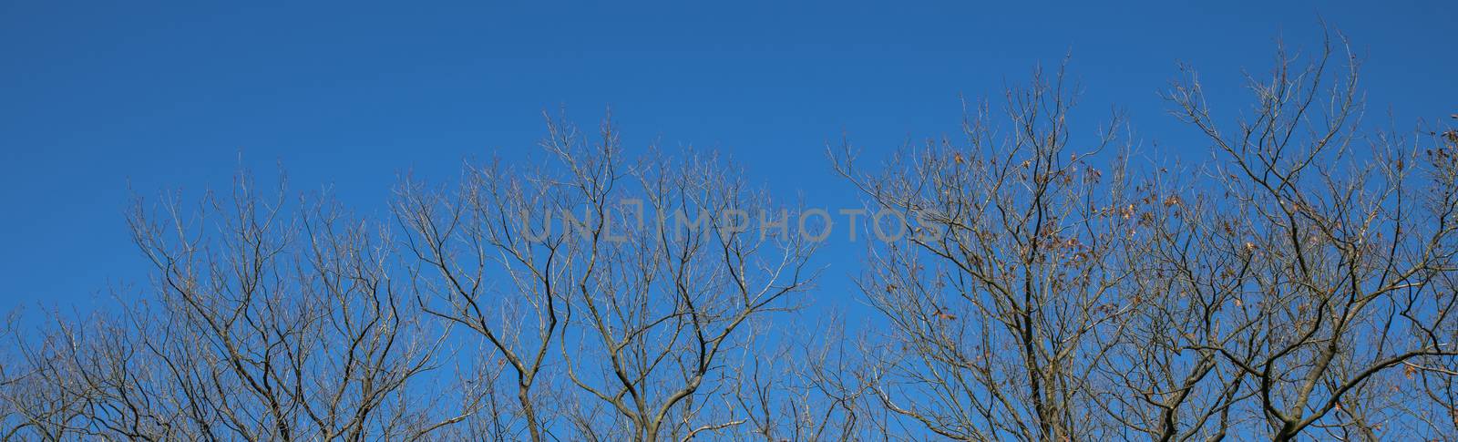 tree branches from the forest with a blue sky