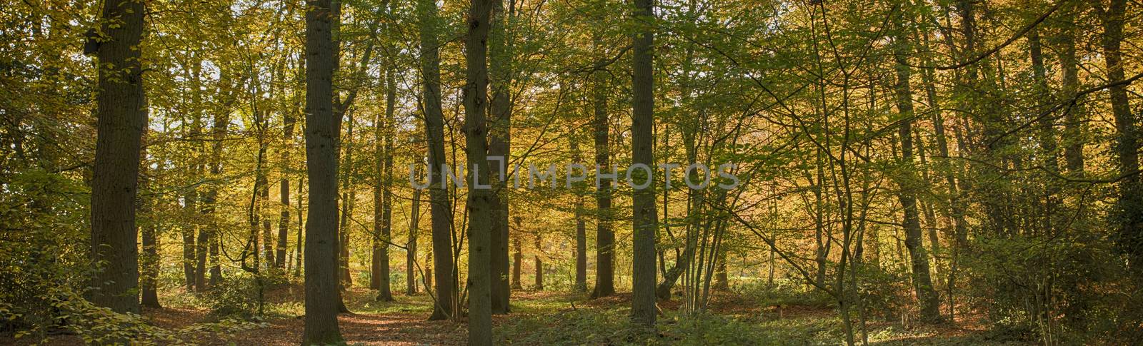 trees and leaves in the forest in autumn colors like gold red and orange