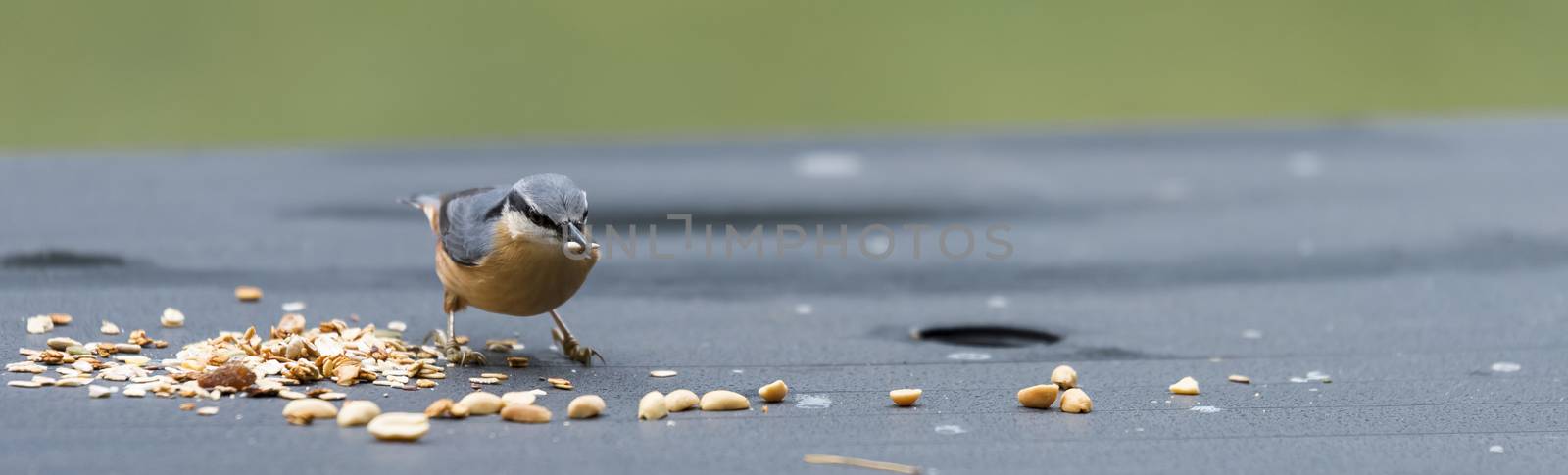 sitta europaea bird looking for seeds as peanuts for the winter