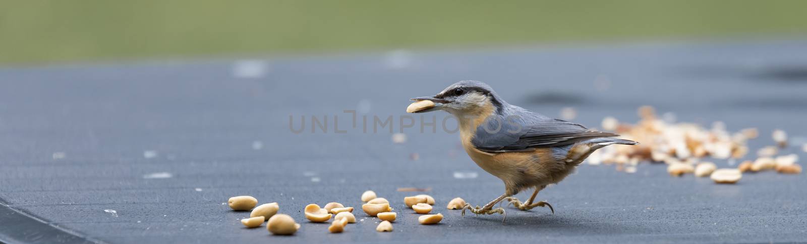 sitta europaea bird looking for seeds as peanuts for the winter
