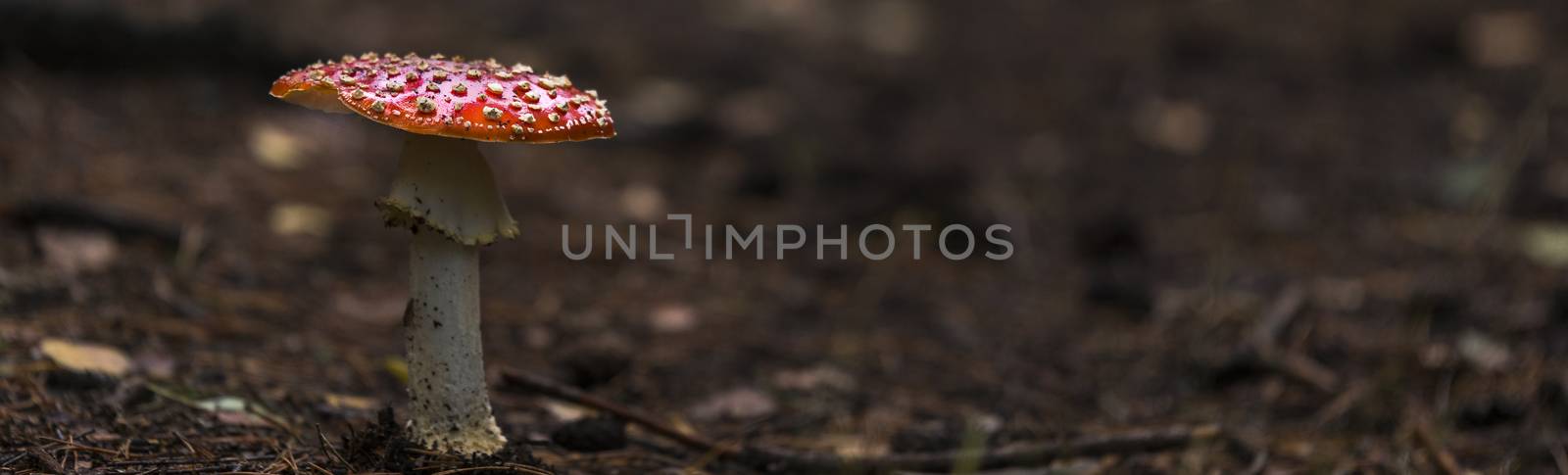 fly agaric red mushroom with white dots in the forest