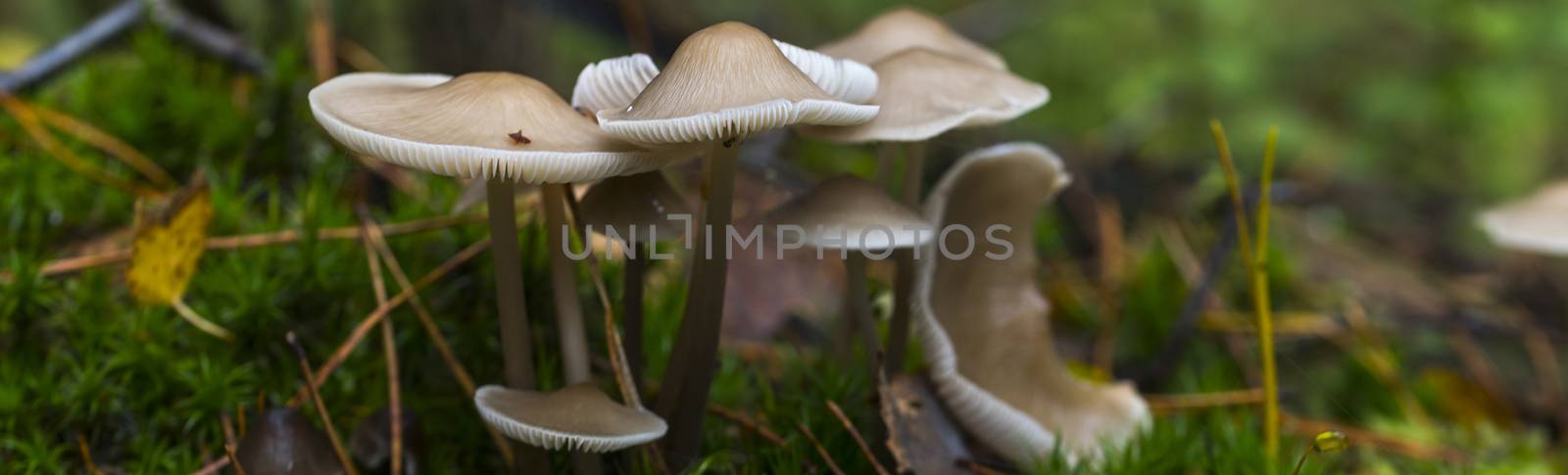 fungus on green moss during autumn by compuinfoto