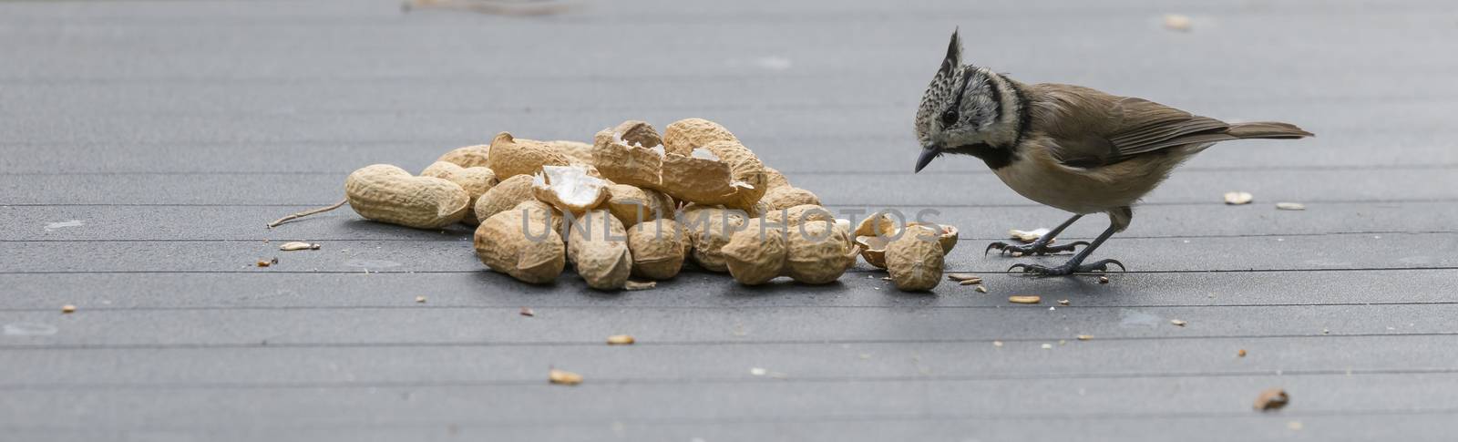 a crested tit seeks seeds for the winter on the garden table