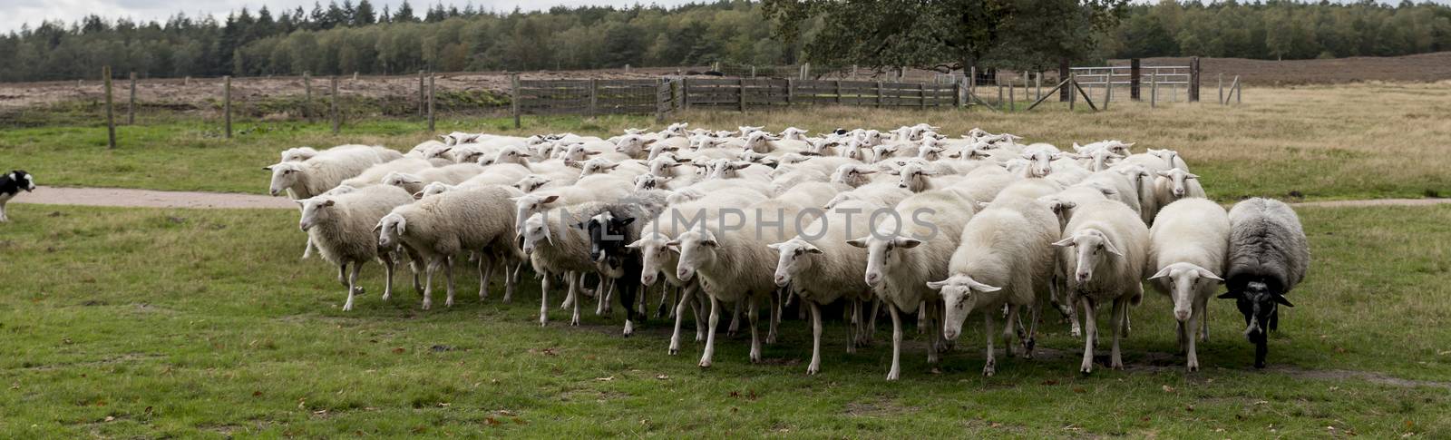 herd of sheep grazing in the field in holland and the dog is in control