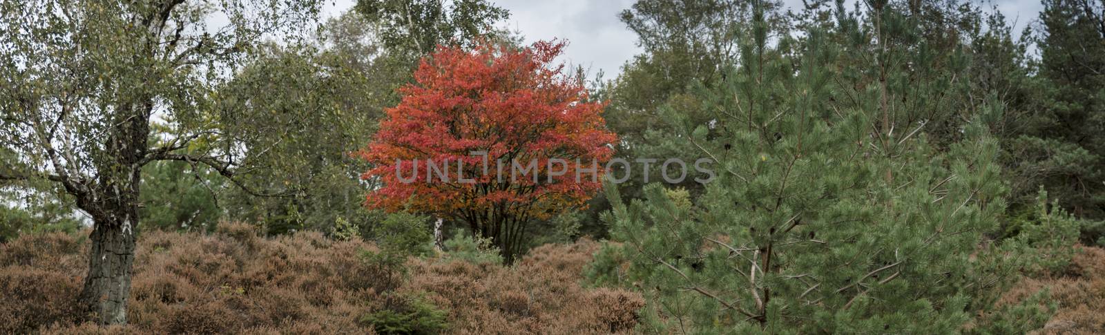 red tree in the forest between the green ones during autumn