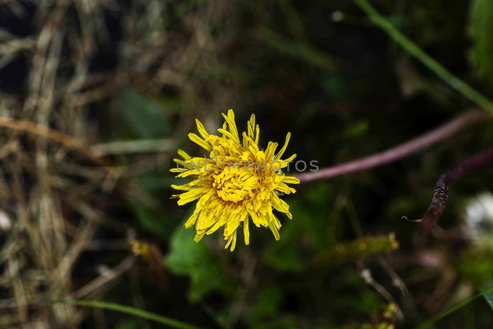 macro shot of a half open of a dandelion flower