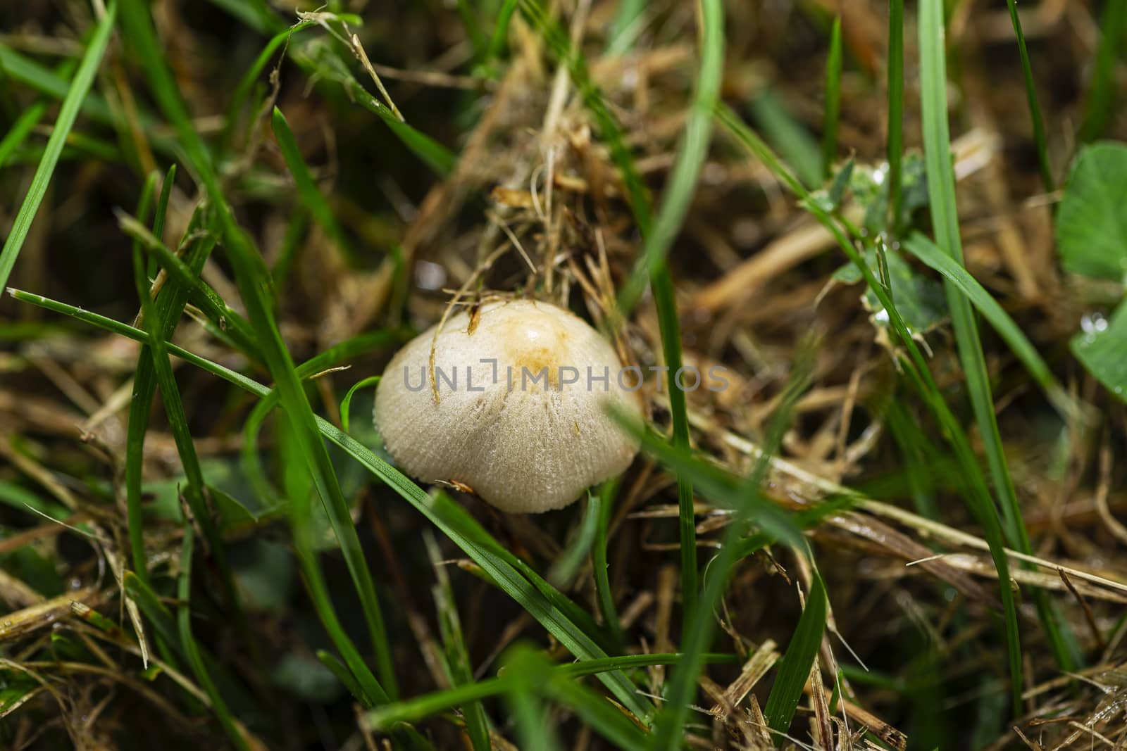 Close-up of a wild mushroom growing in the grass