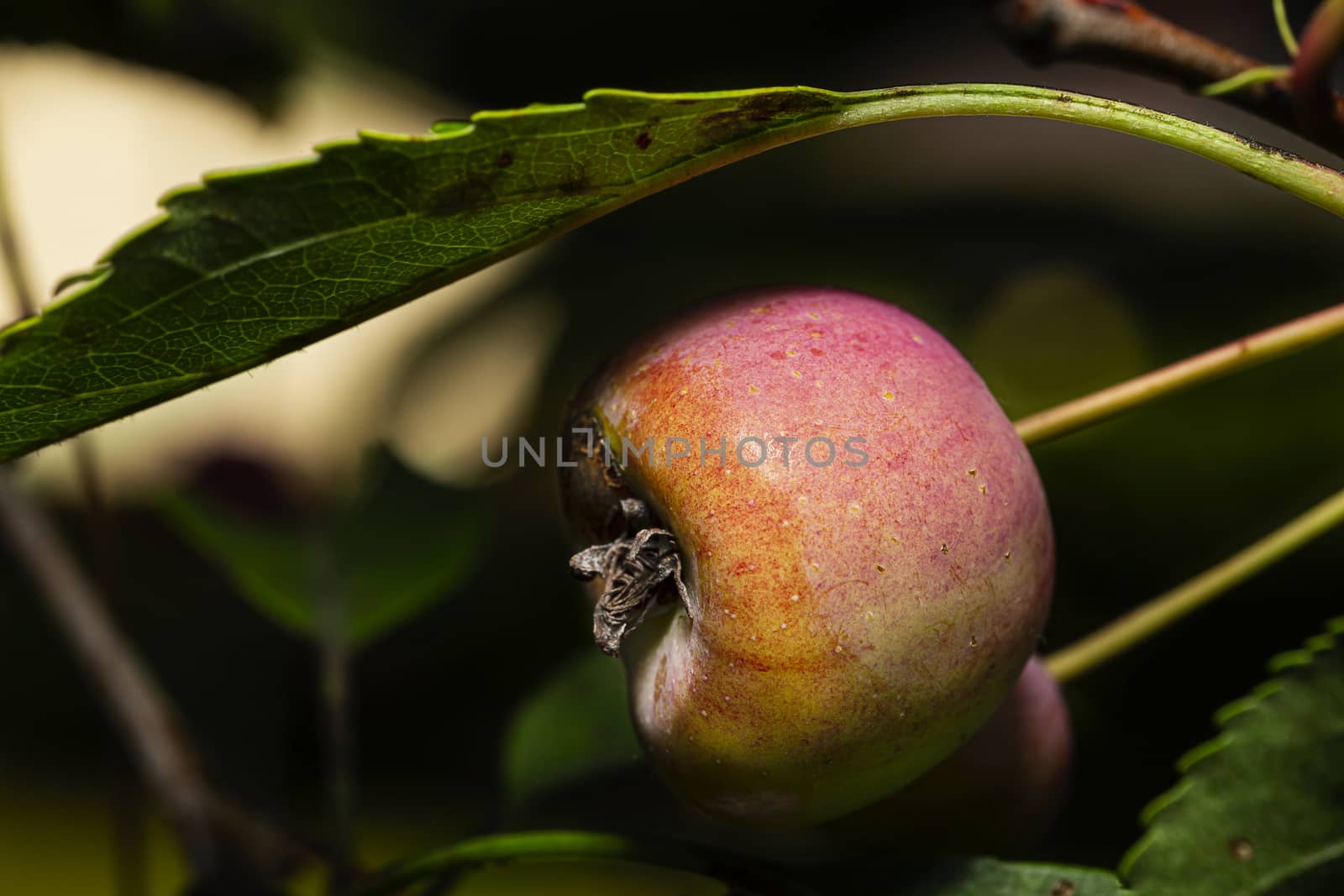 Macro shot of a small apple in a tree