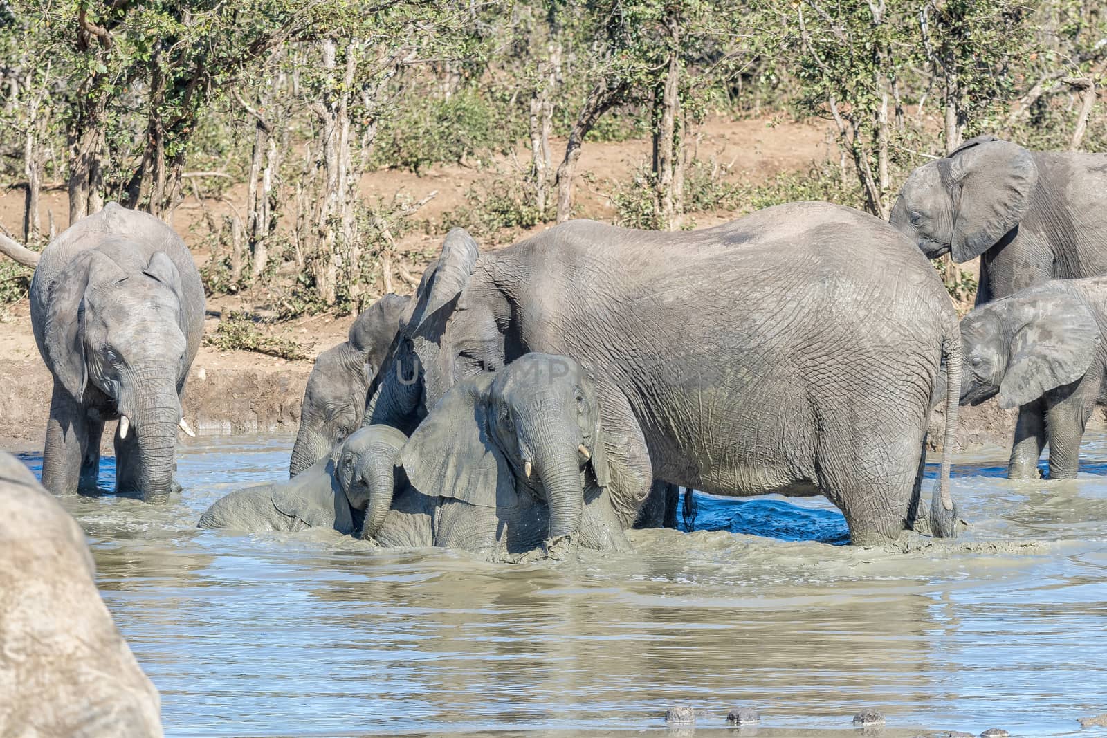 A herd of african elephants, Loxodonta africana, in a muddy waterhole