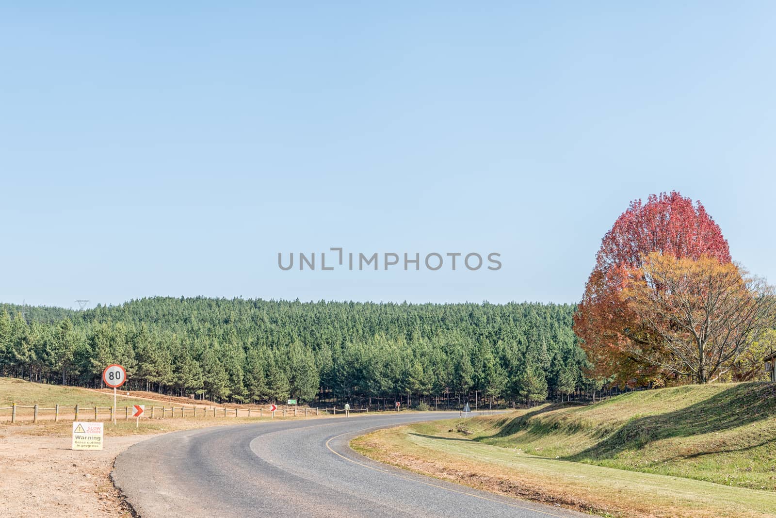 A view of the landscape on road R532 between Sabie and Lydenburg. A speed limitl sign, pine tree plantations and a tree in autumn colors are visible