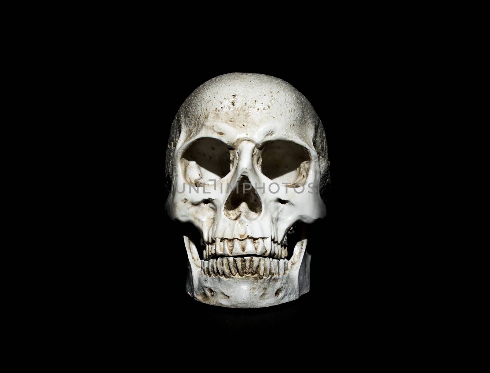 Photo of a skull on a black background