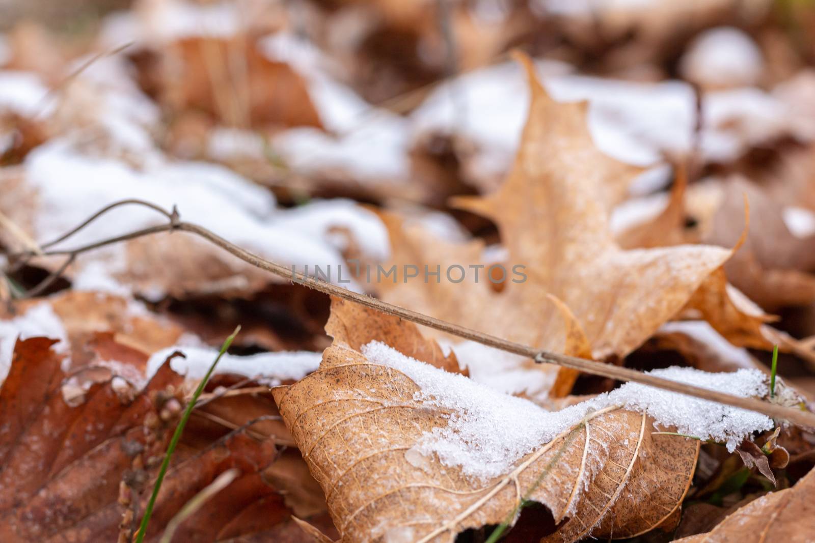 As the season begins to change, the first signs of winter emerge as a light snowfall has left deposits of white snow on top of dried up maple leaves.