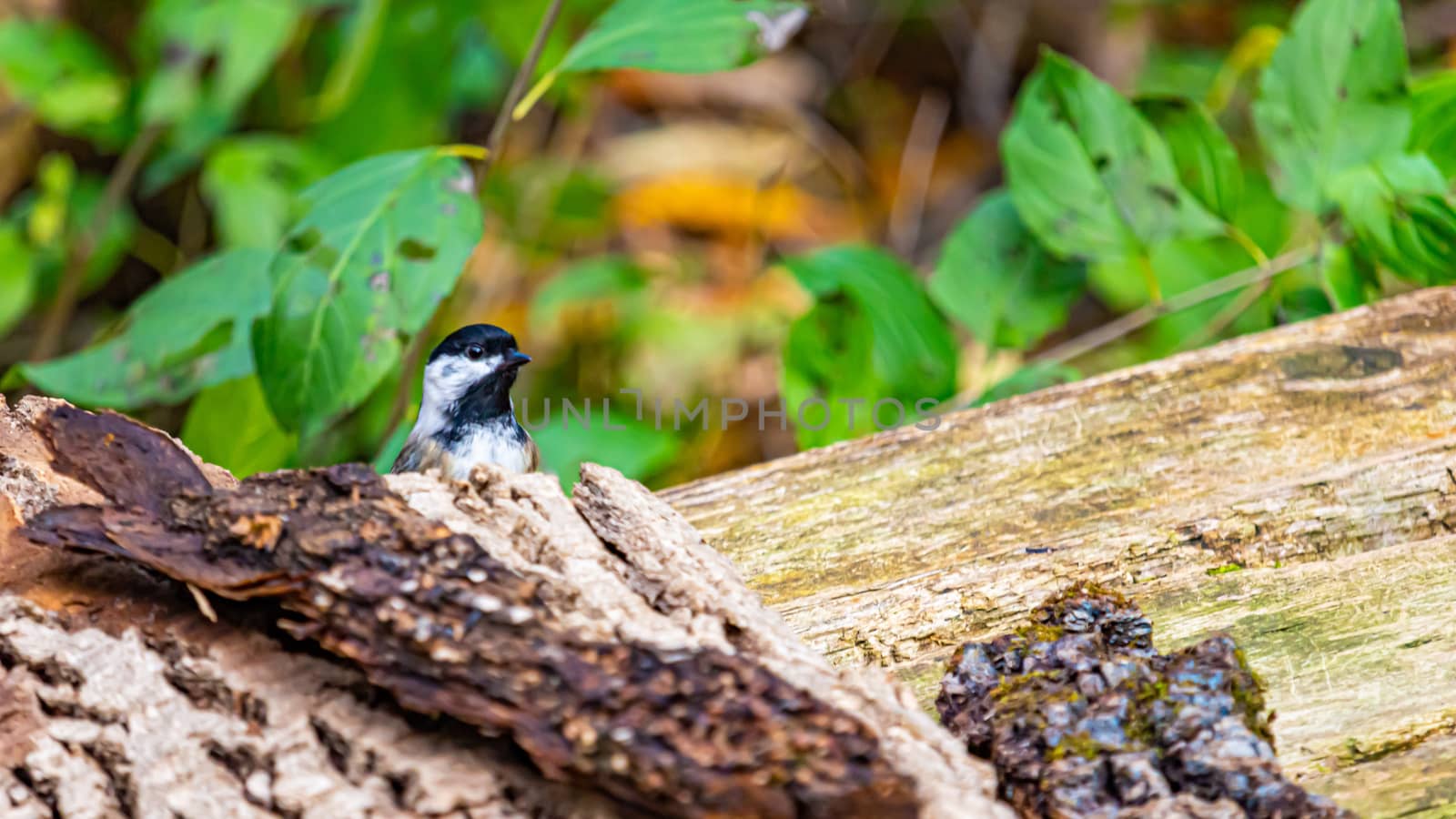 A black-capped chickadee is standing on a wooden bench where some tree bark has fallen. It peeks its head out from its hiding spot, curious about noises nearby.