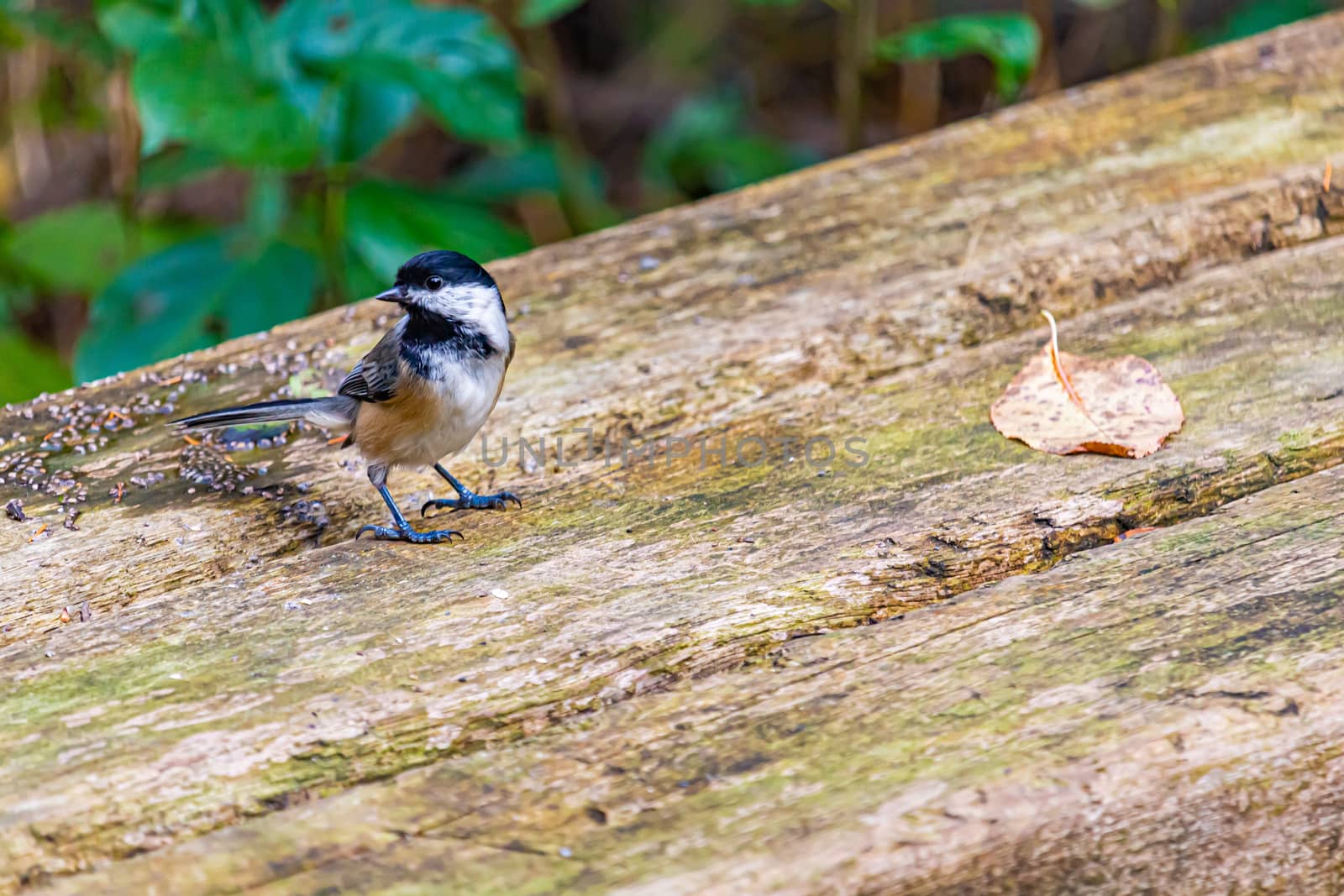 A black-capped chickadee is standing on a wooden bench. The small bird's head turned to the left, back against its body.