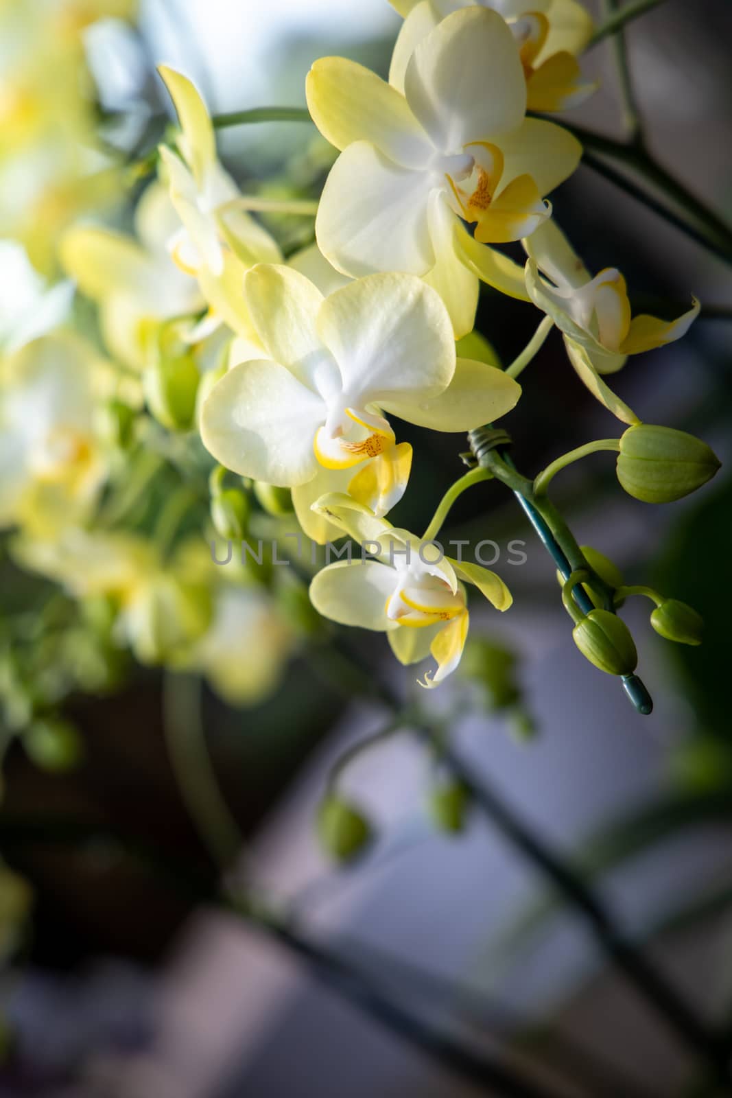 The background image of the colorful flowers, background nature