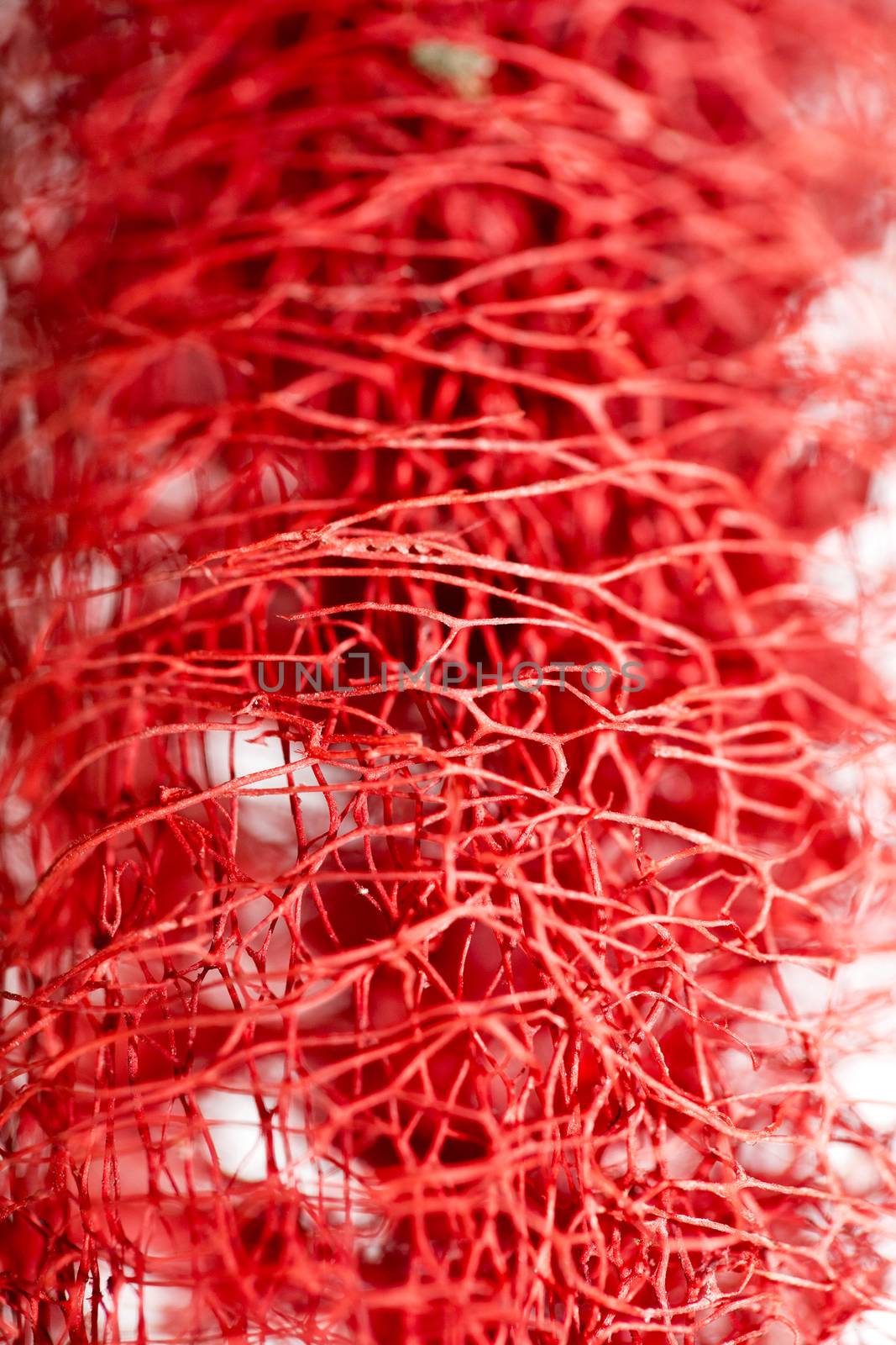 Red flower strange tropical blossom fruit macro background fifty megapixels