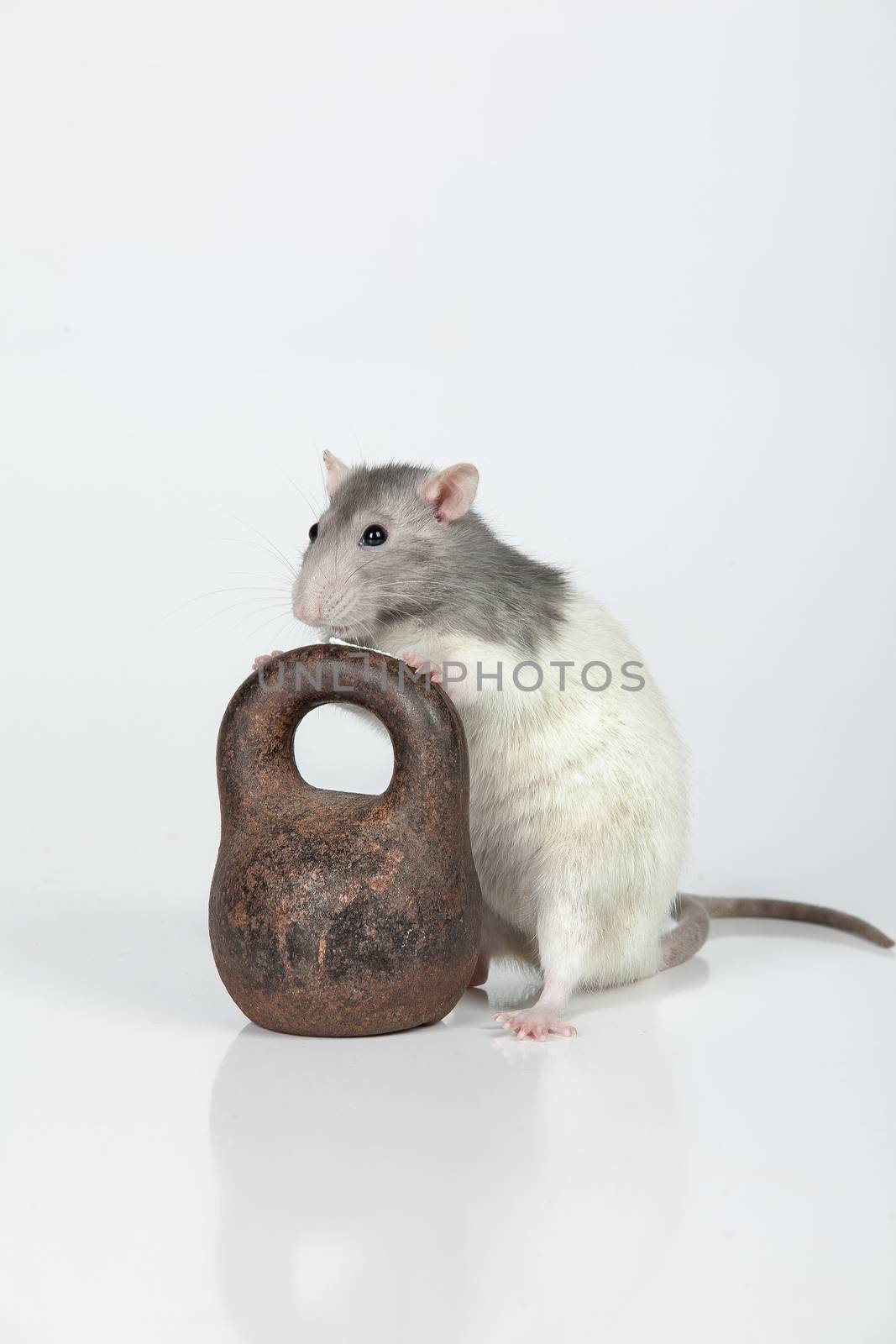 Rat and old iron weight on an isolated studio background