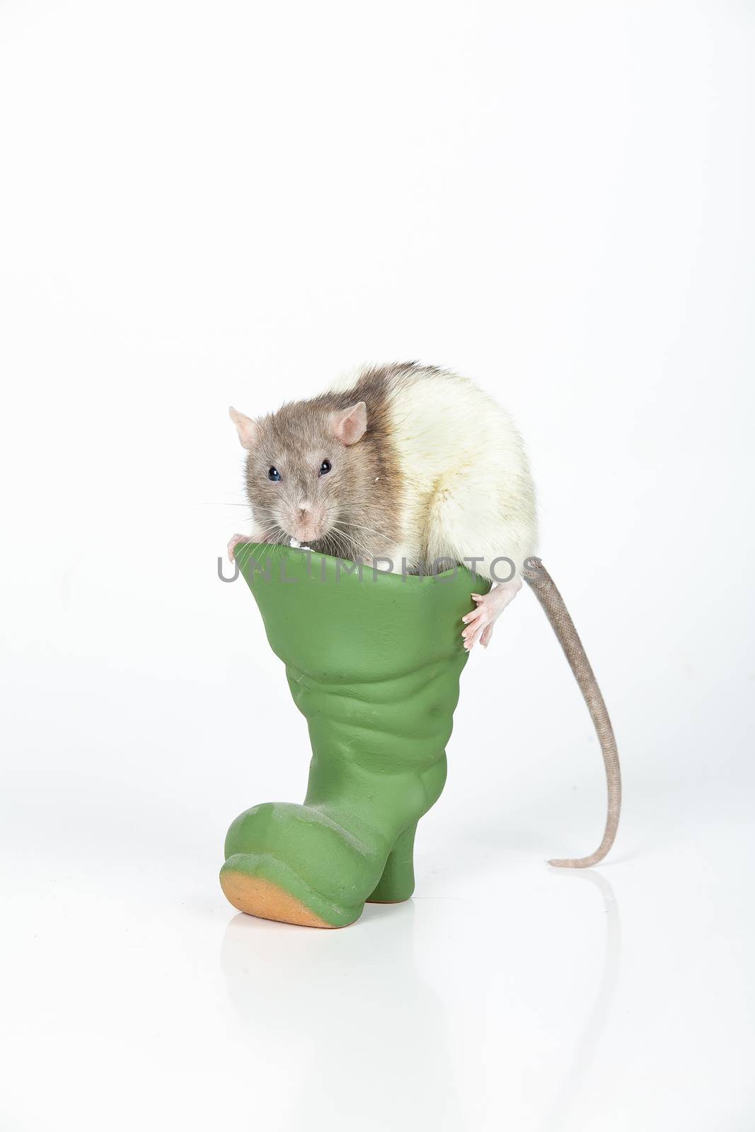 Rat and little ceramic boot