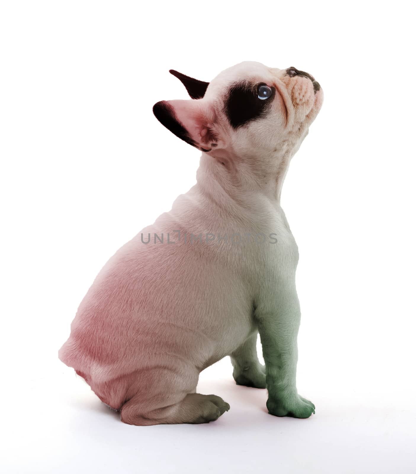French bulldog isolated on white, red and green print