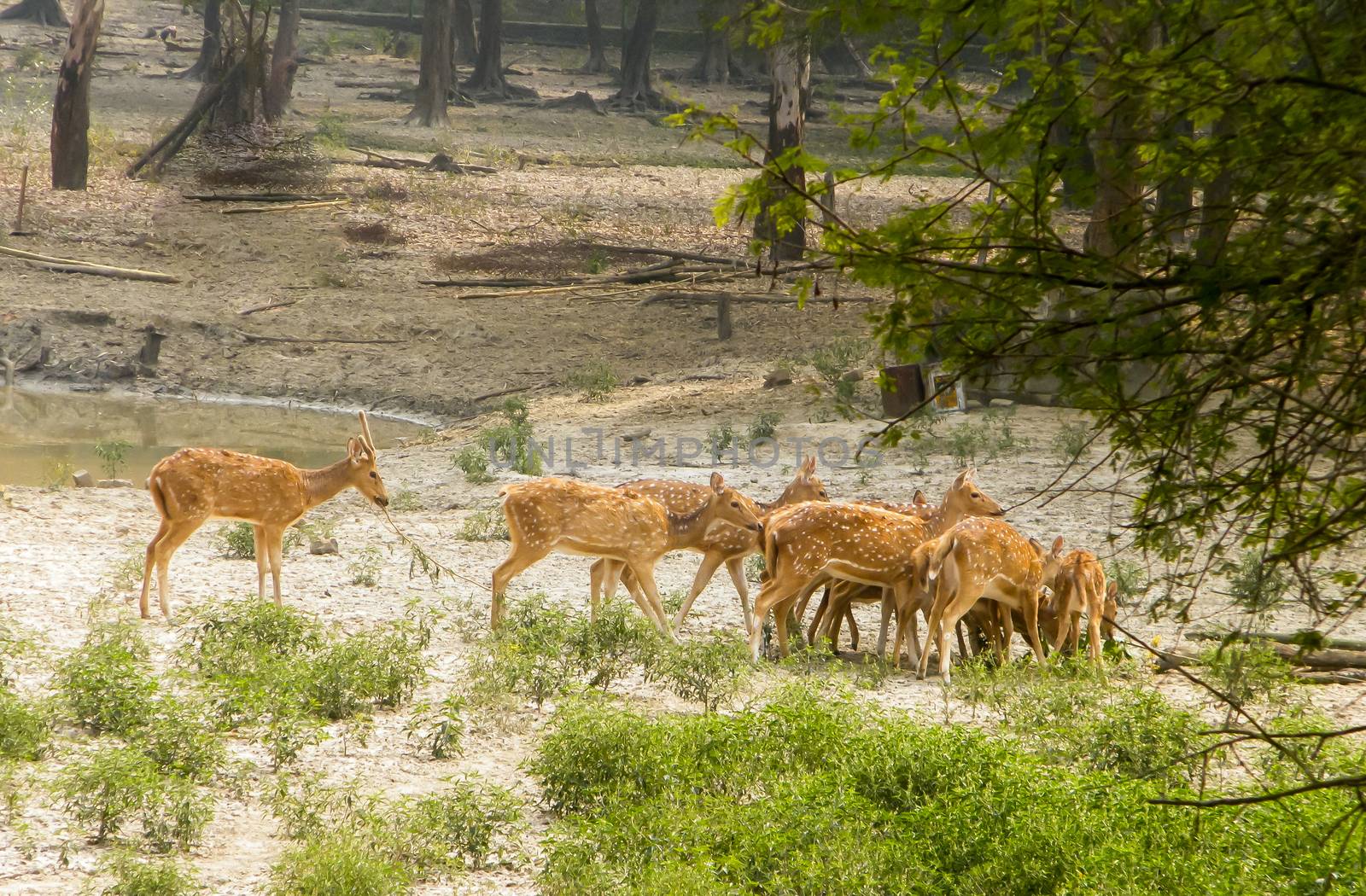 A herd of fallow deer or Chital ( hoofed ruminant mammals – Cervidae family) spotted in the midst Of picturesque greenery forest back drops. Bhadra Wildlife Sanctuary, Karnataka, Western Ghats, India.