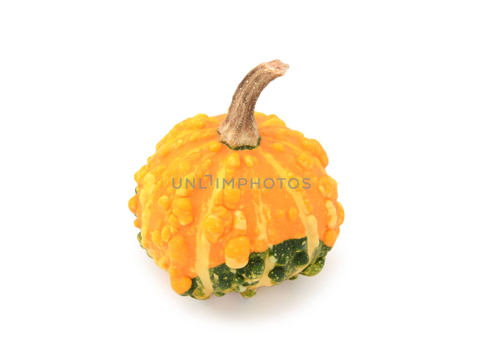 Round warted ornamental gourd with orange and green markings, on a white background