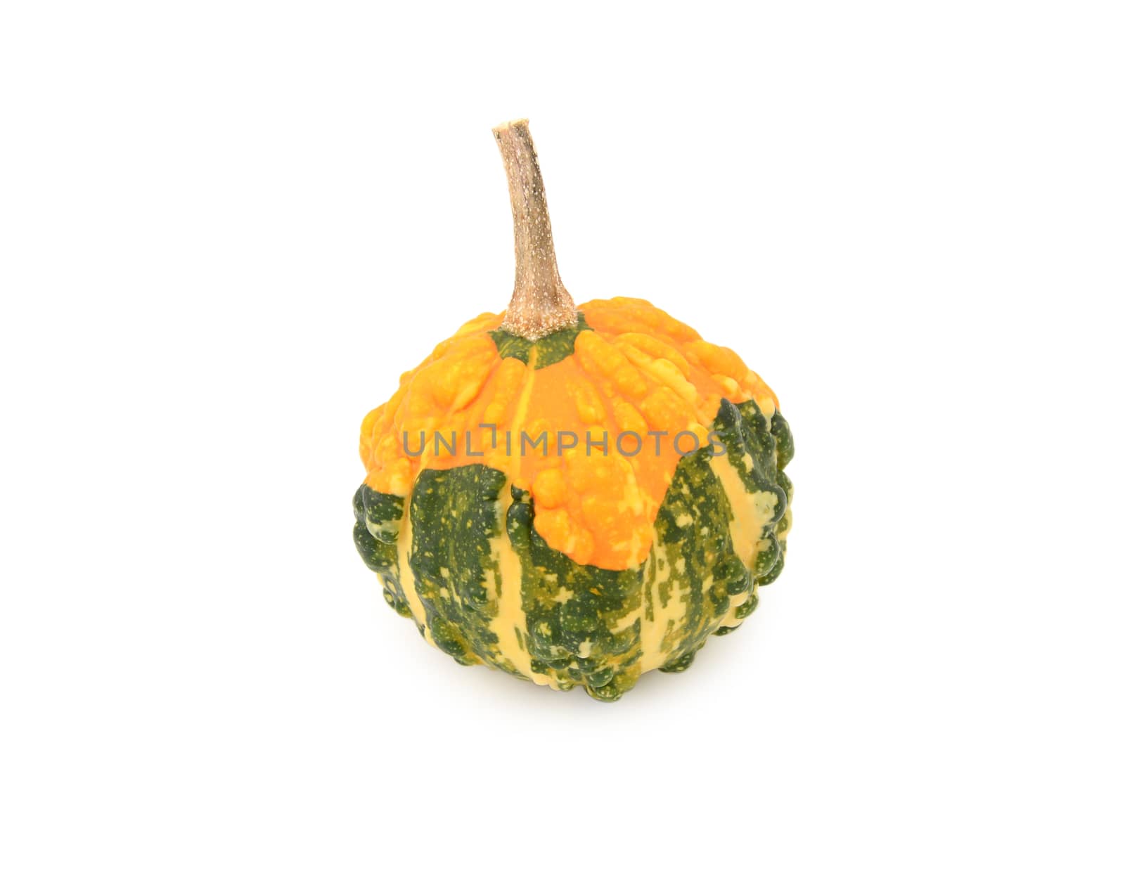 Autumnal warted gourd with orange skin and green and yellow stripes, on a white background