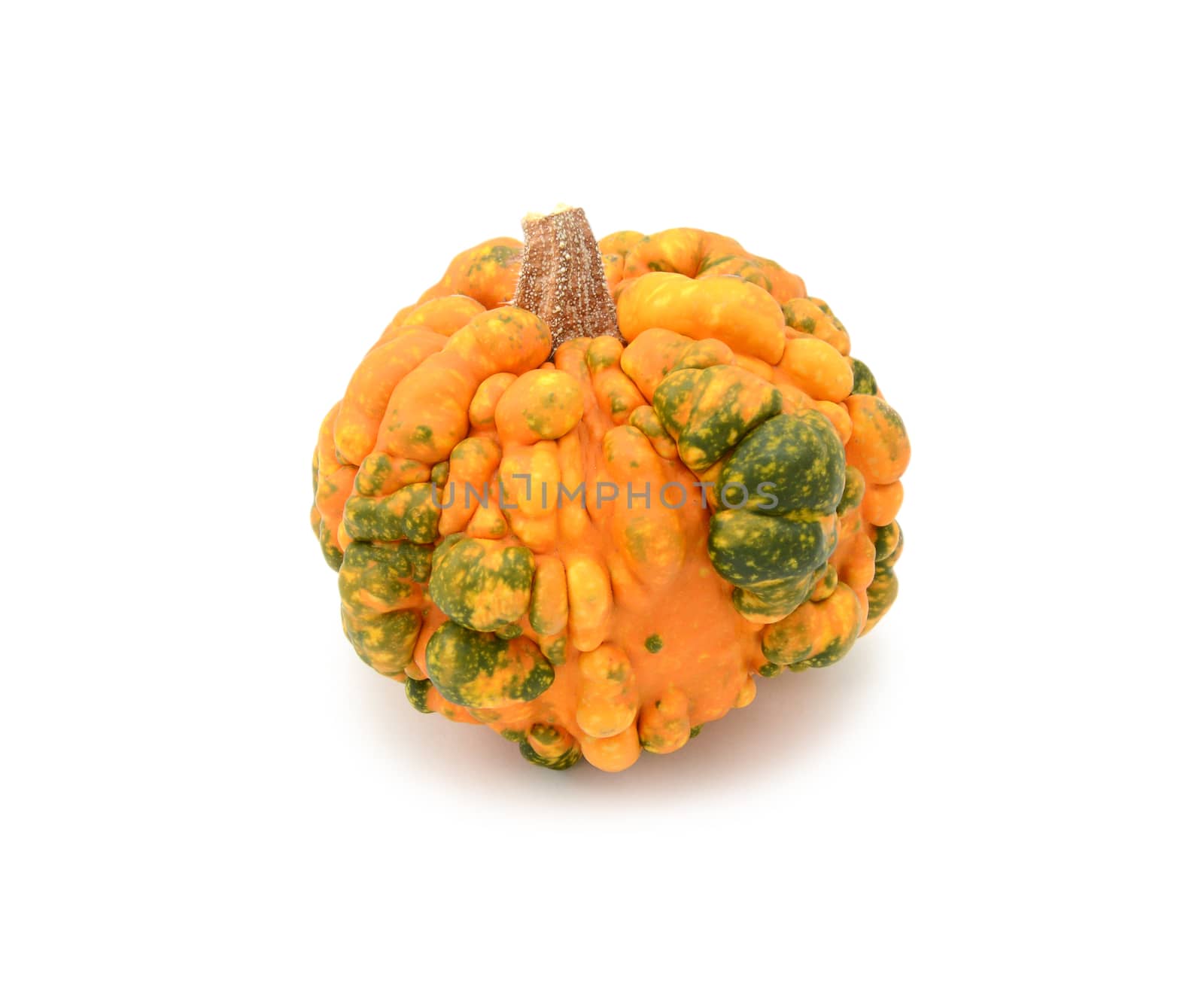 Deep orange gourd with green patches and warty skin as Thanksgiving decoration, on a white background