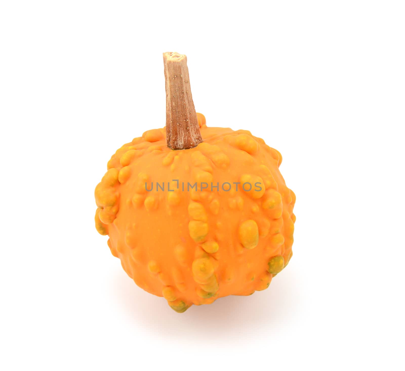 Mini bright orange warted gourd for fall or Thanksgiving decoration, on a white background