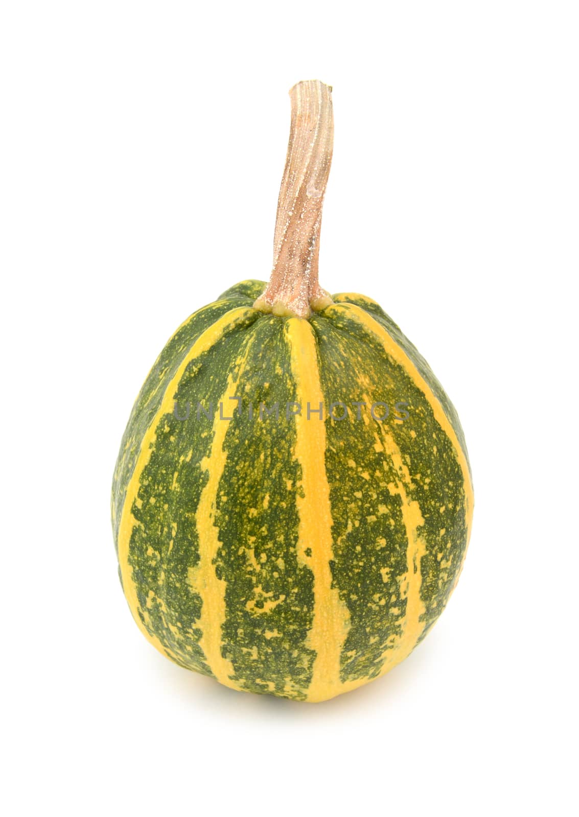 Green and yellow striped ornamental gourd for fall decoration, on a white background