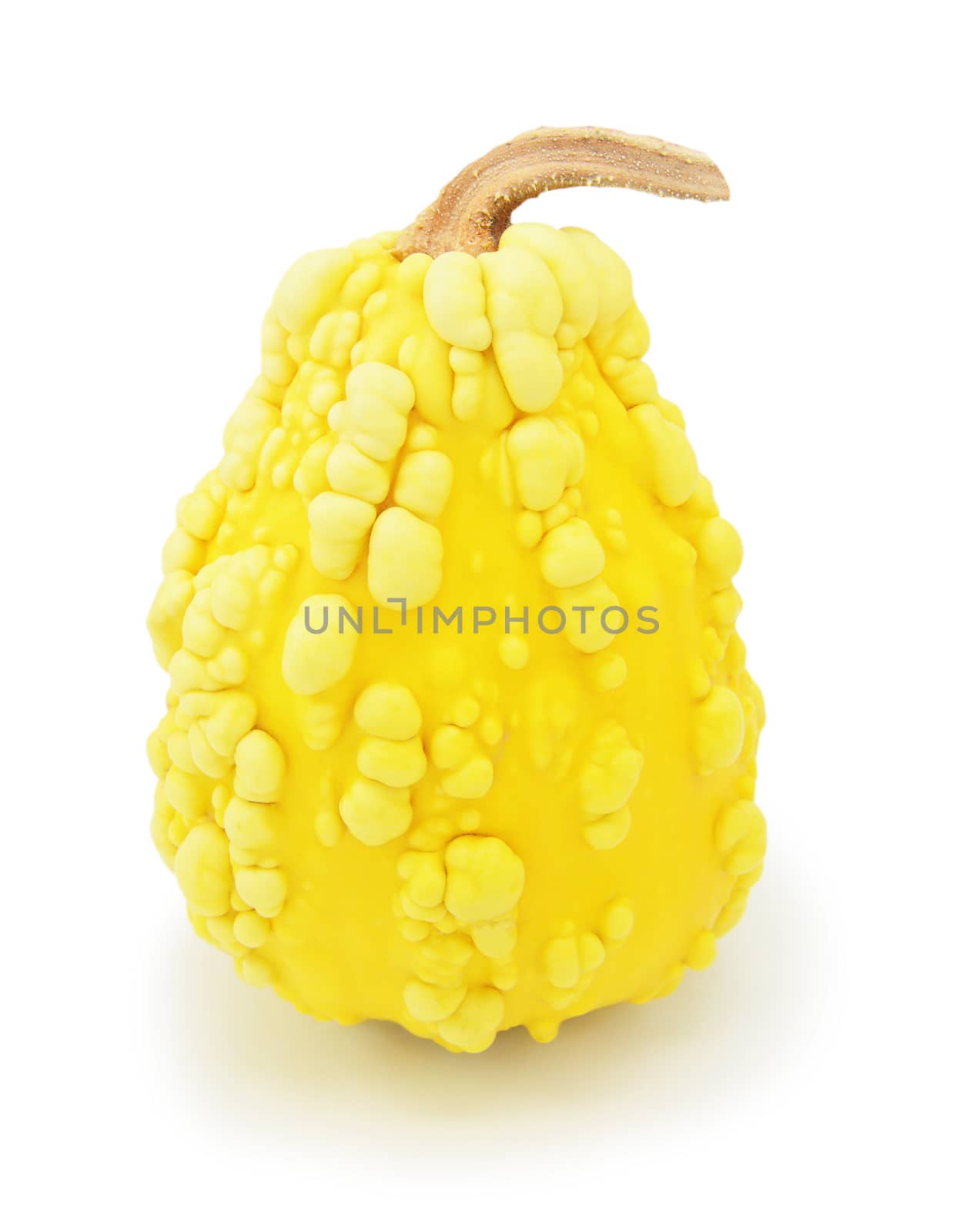 Tall ornamental warted gourd with yellow skin and unusual lumpy shape, on a white background