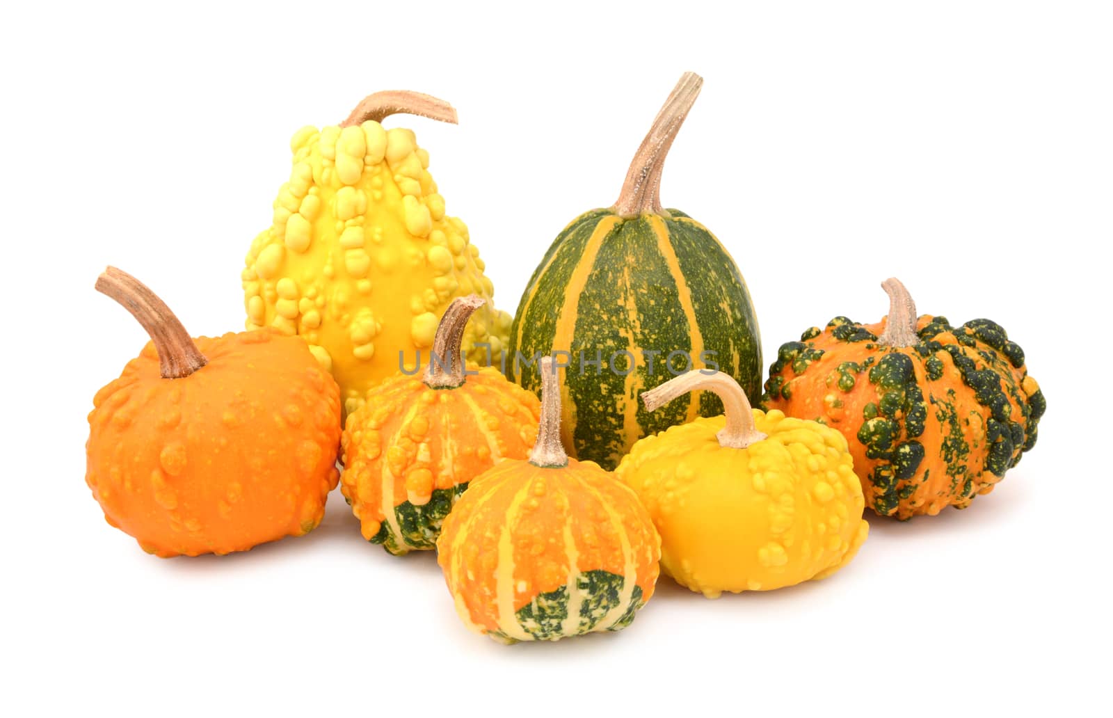 Seven ornamental gourds - mix of colours and smooth and warted squash, on a white background