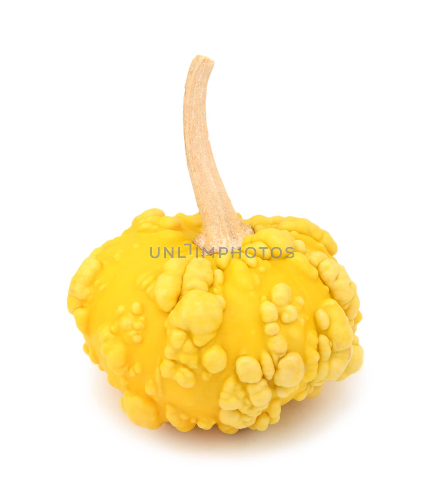 Yellow, disc-shaped ornamental gourd with warty skin for Thanksgiving decoration, on a white background