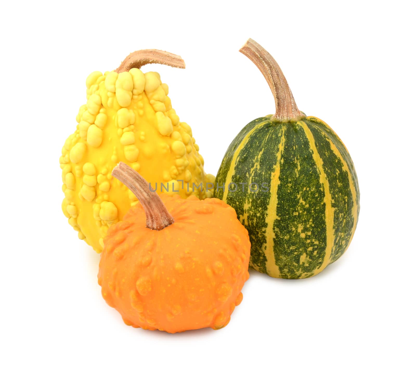 Three yellow, orange and striped green ornamental gourds for autumn decoration, on a white background