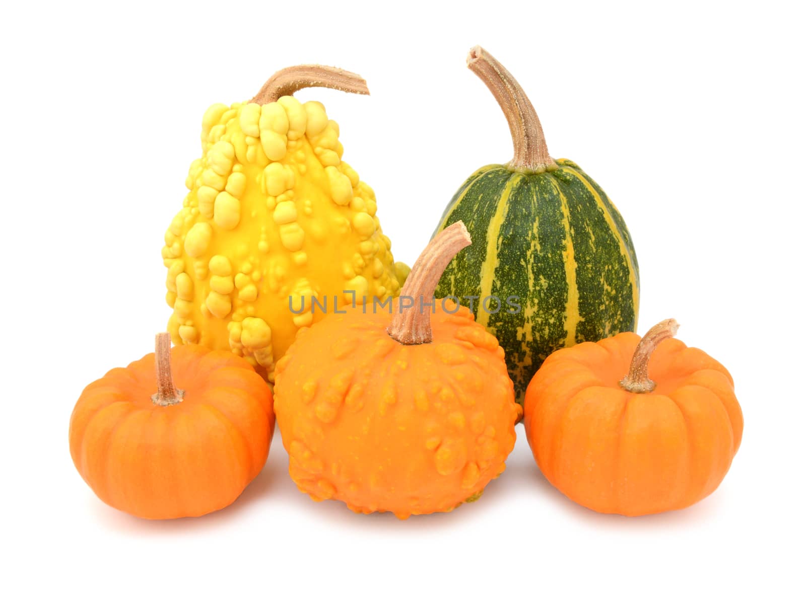 Five decorative gourds with smooth and warted skin - yellow, green and orange squashes, on a white background