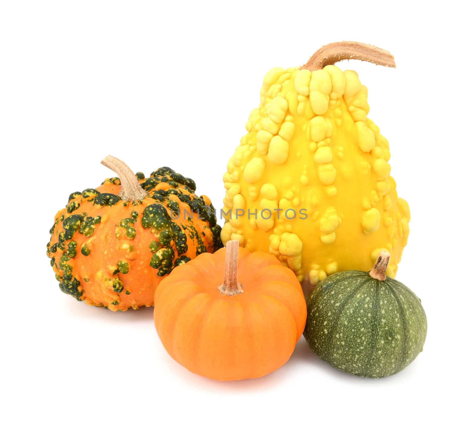 Group of five ornamental gourds with orange, yellow and green skins, on a white background