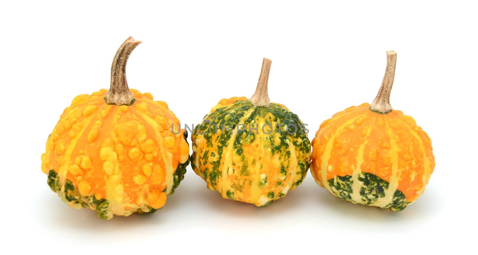 Small warted gourds with lumpy skins and green and yellow markings, on a white background